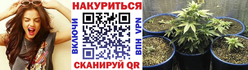 где купить наркоту  Закаменск  сайты даркнета состав  Конопля план 
